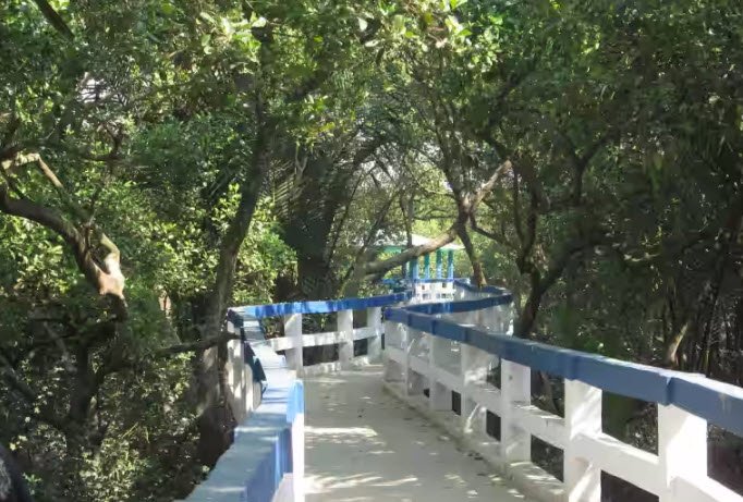Taki Golpata Forest